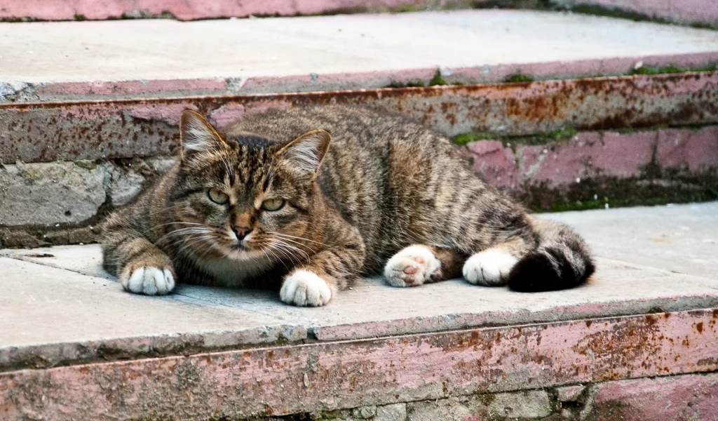 кот, взгляд, животное