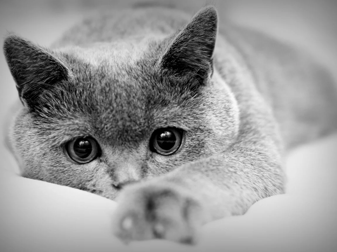 кот, взгляд
