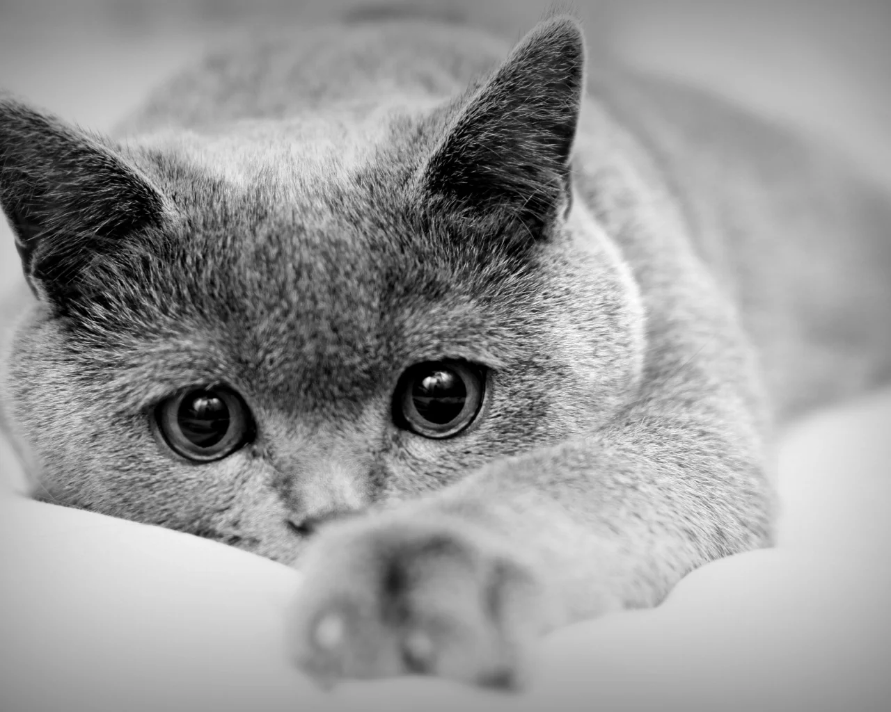 кот, взгляд