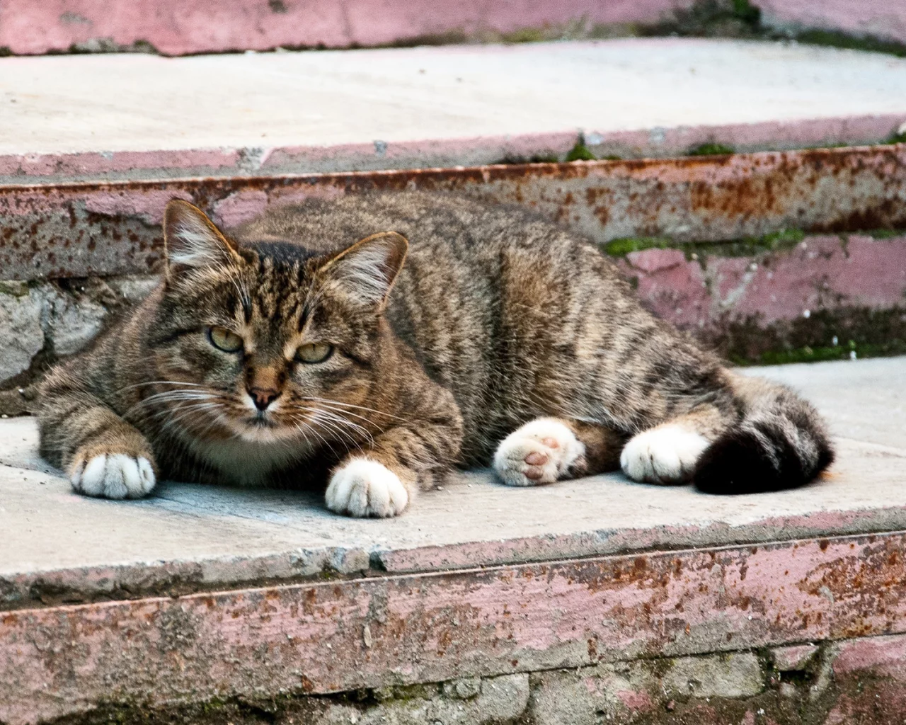 кот, взгляд, животное