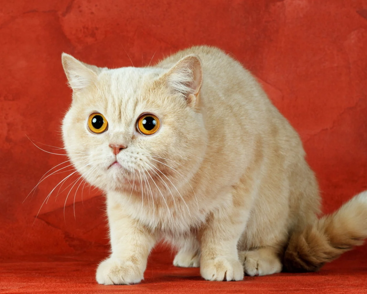 кот, взгляд, животное