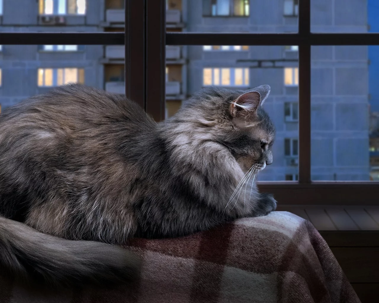 кошка, кот, коте