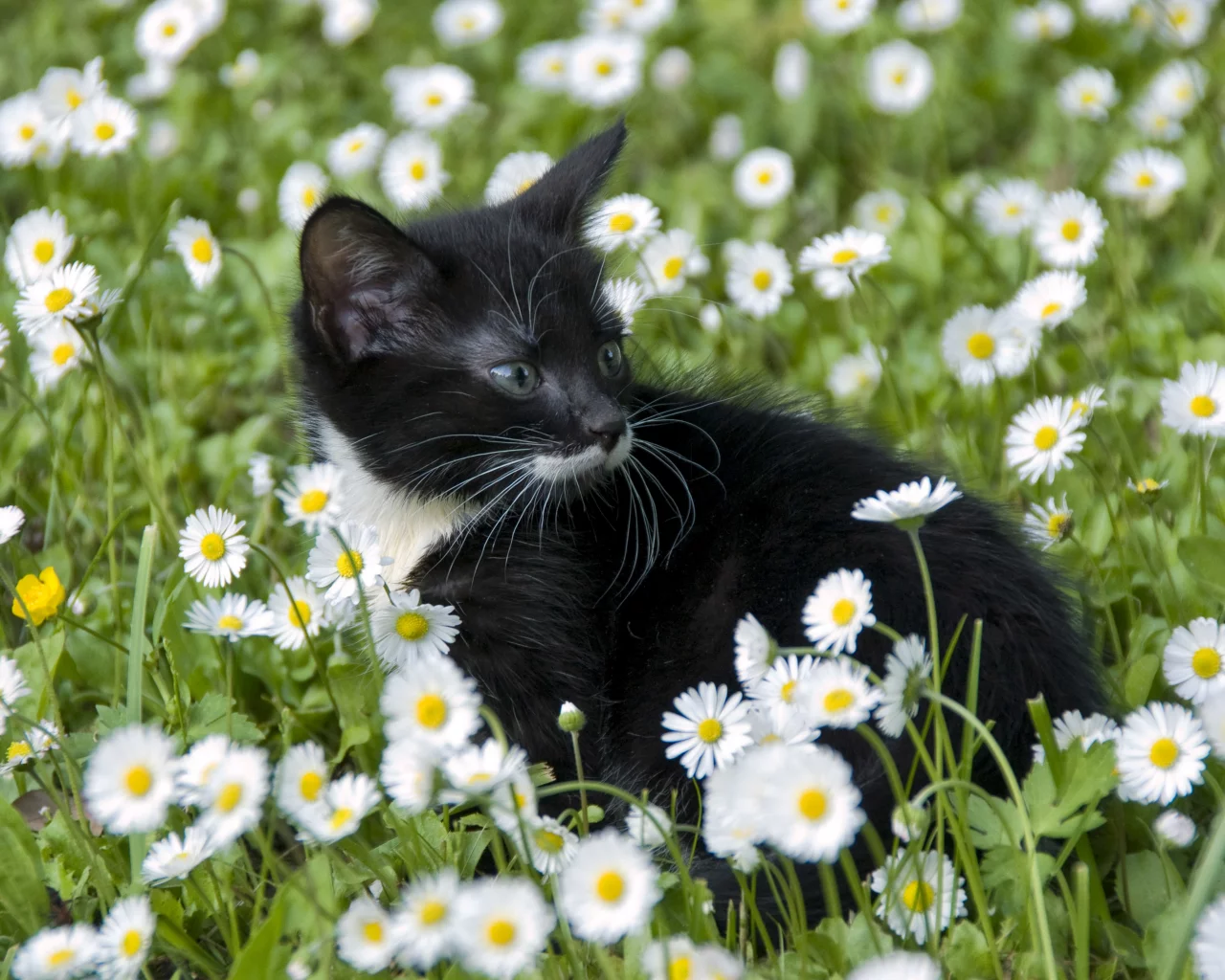 котёнок, взгляд, усы