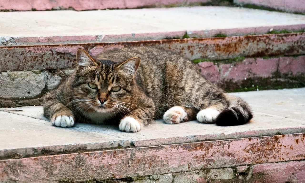 кот, взгляд, животное