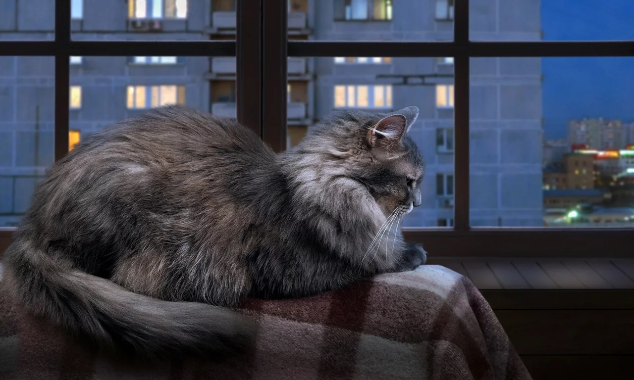 кошка, кот, коте