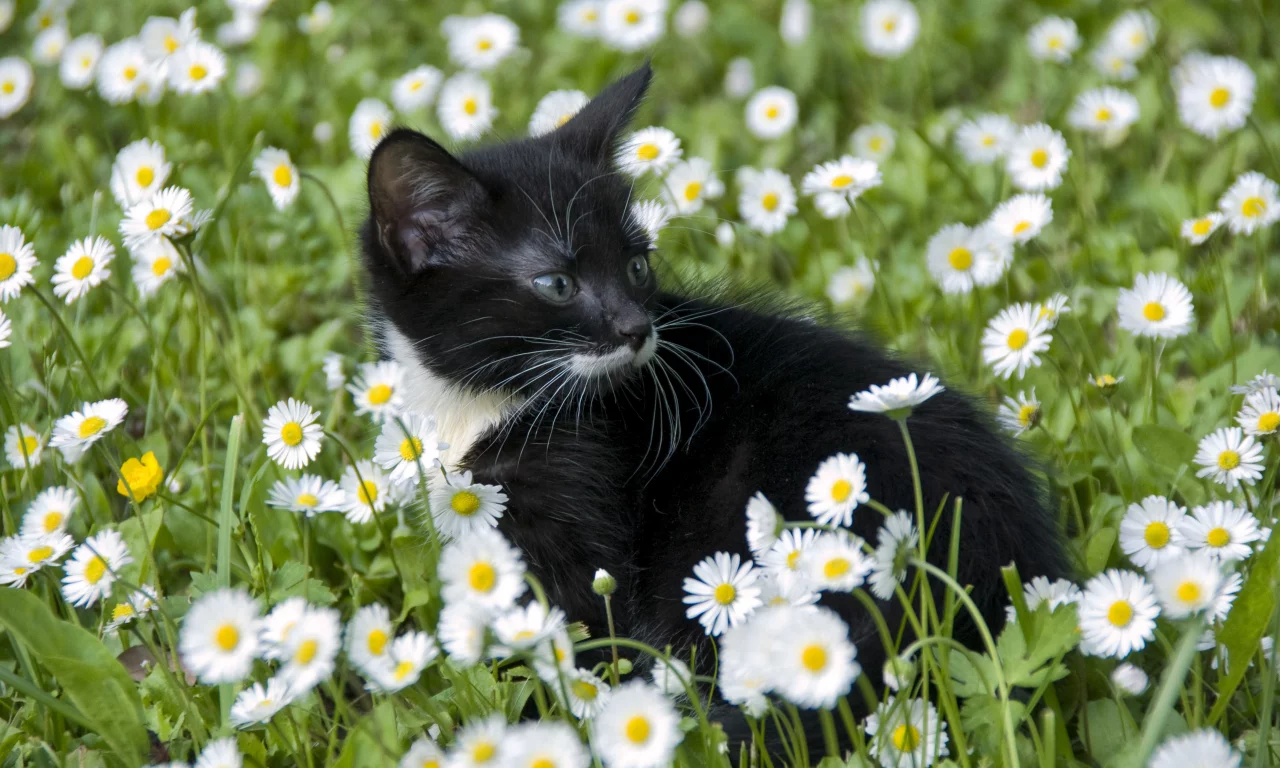 котёнок, взгляд, усы