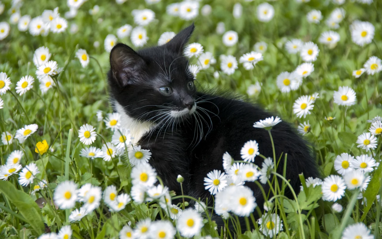 котёнок, взгляд, усы