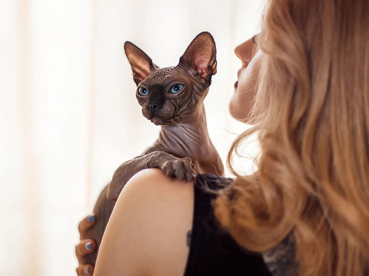 кот сфинкс, взгляд