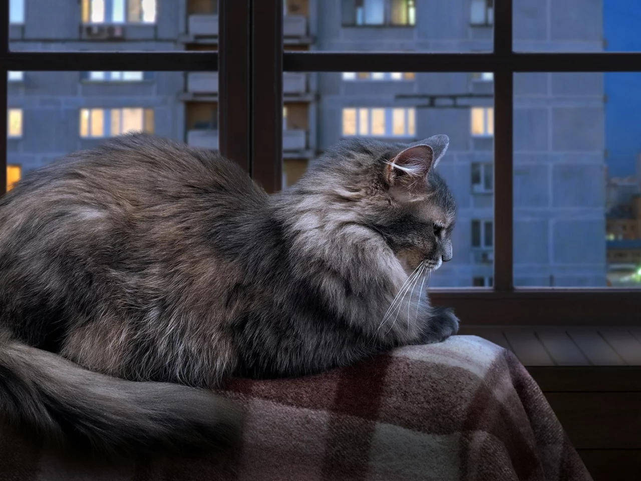 кошка, кот, коте