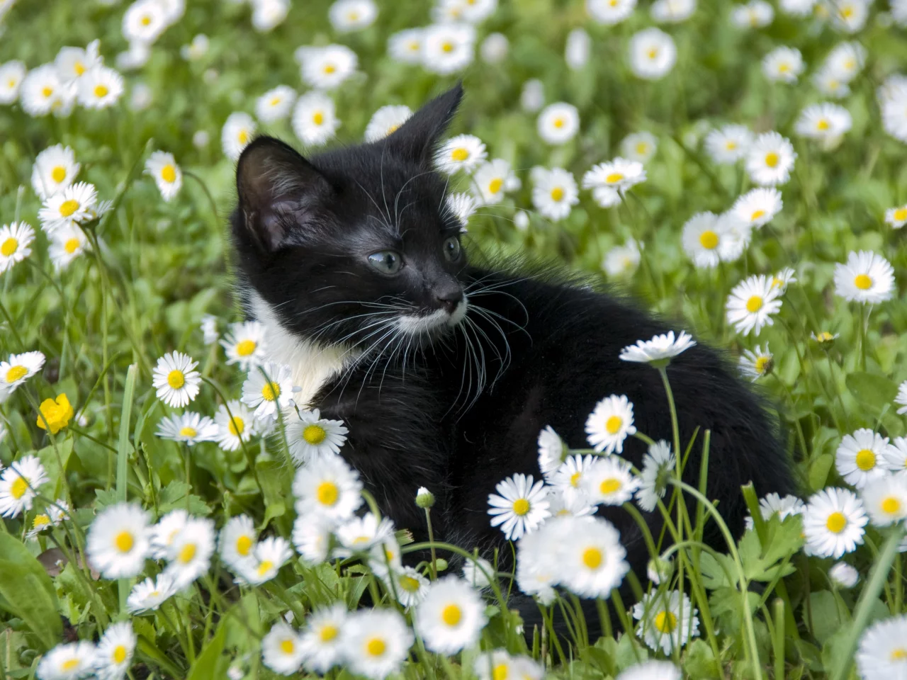 котёнок, взгляд, усы