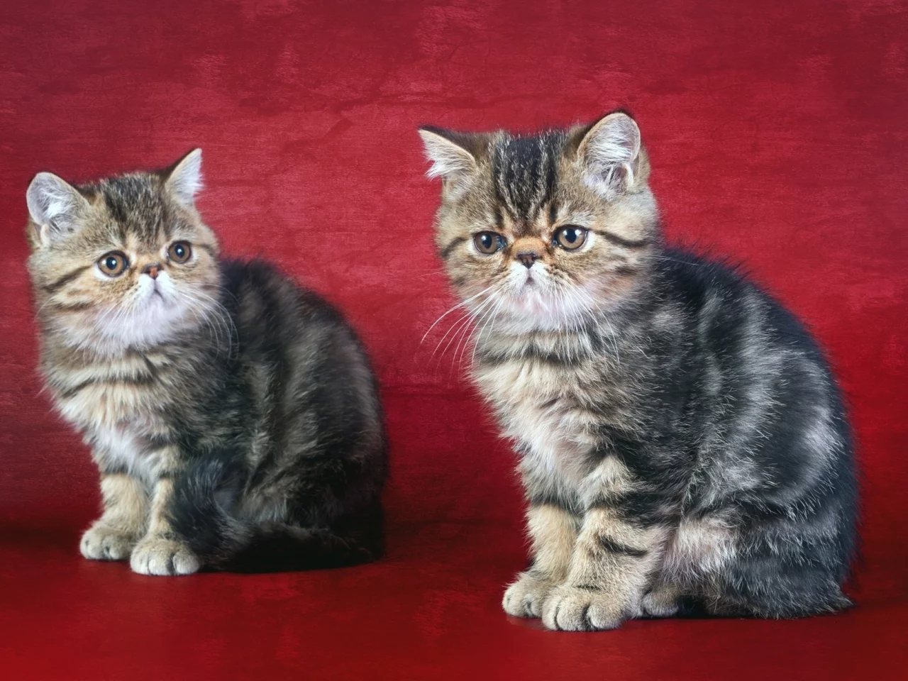 кошка, кот, коте, коты, котята