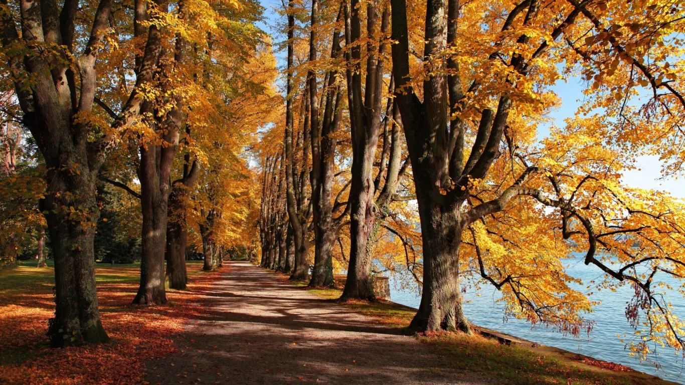 парк, деревья, аллея, осень