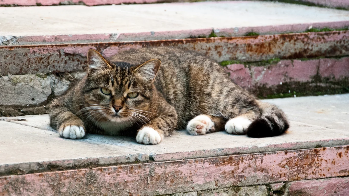 кот, взгляд, животное