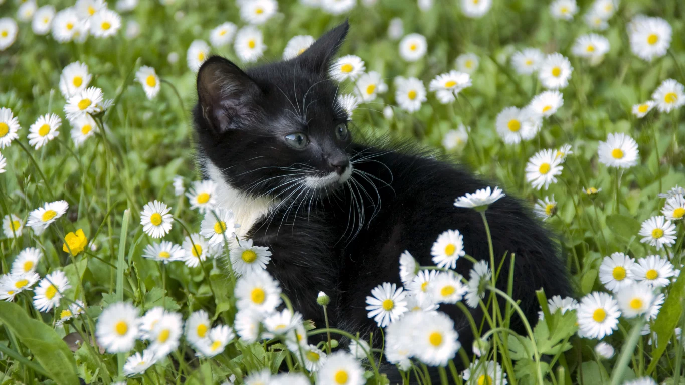 котёнок, взгляд, усы