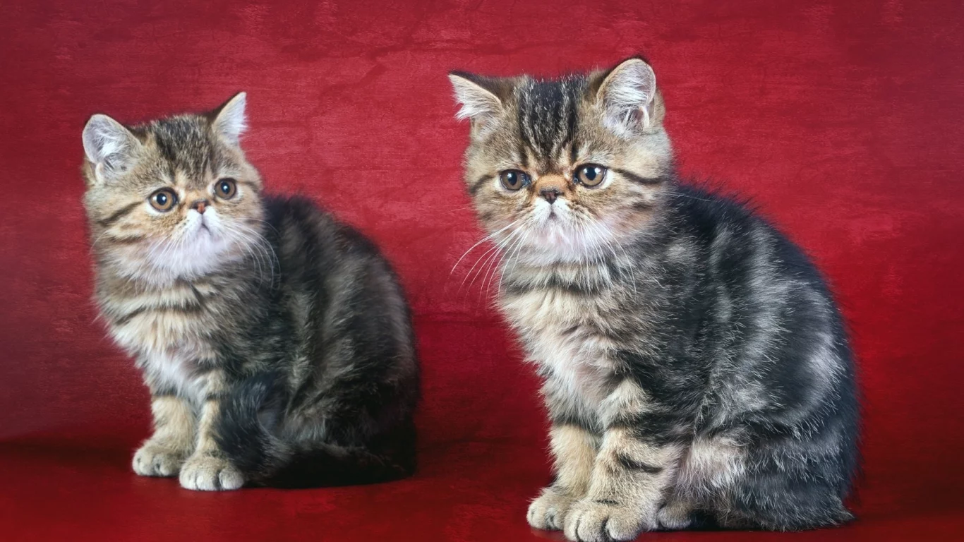 кошка, кот, коте, коты, котята
