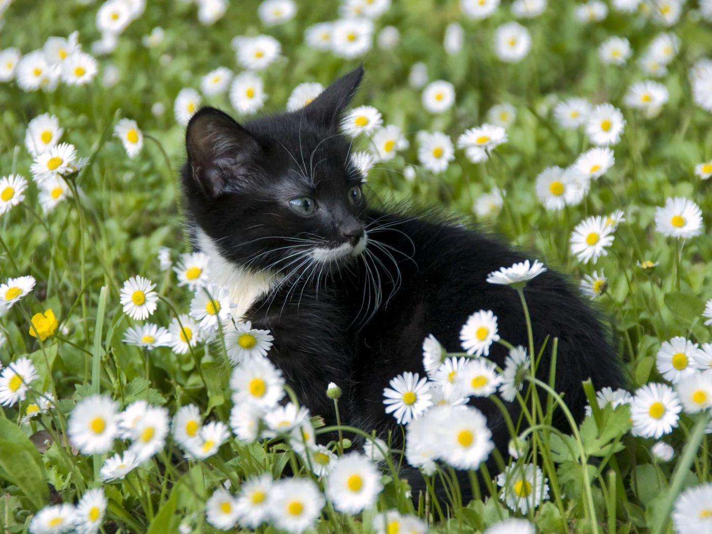 котёнок, взгляд, усы