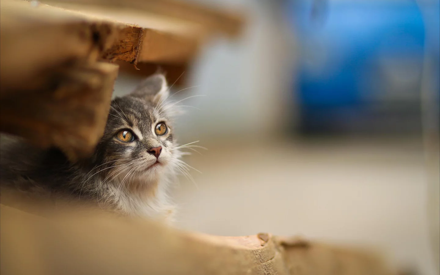 кот, взгляд, животное