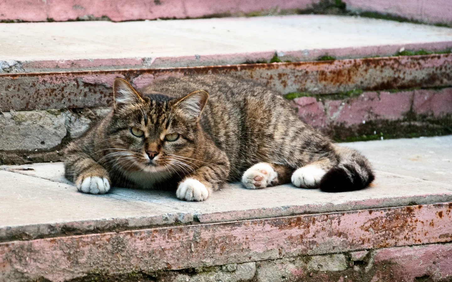 кот, взгляд, животное
