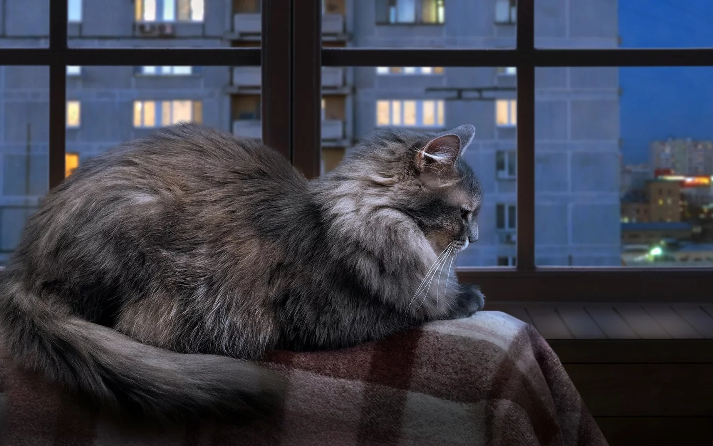 кошка, кот, коте