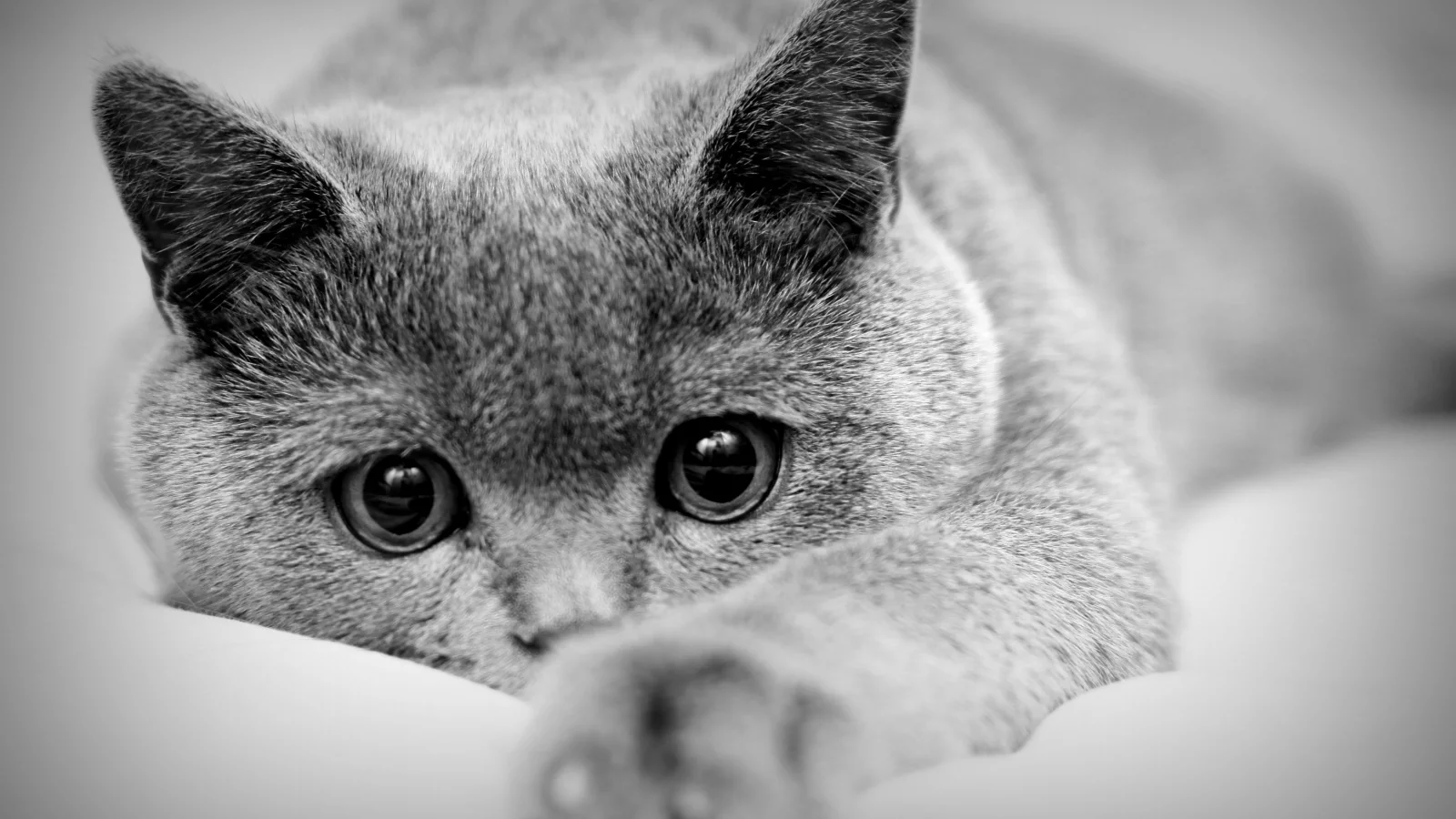 кот, взгляд