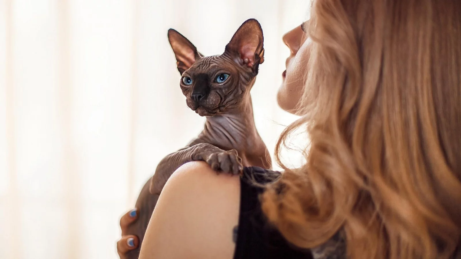 кот сфинкс, взгляд