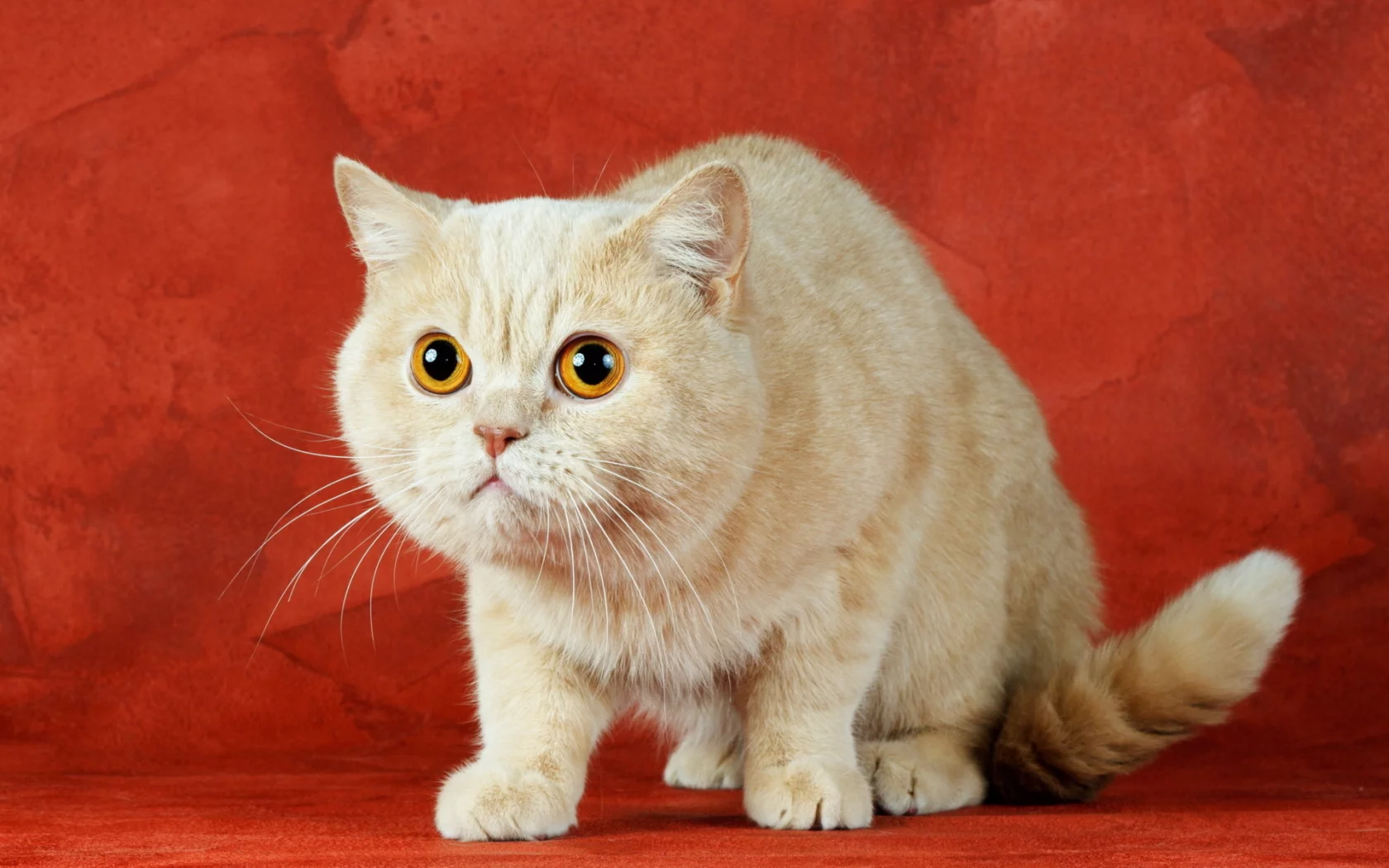 кот, взгляд, животное