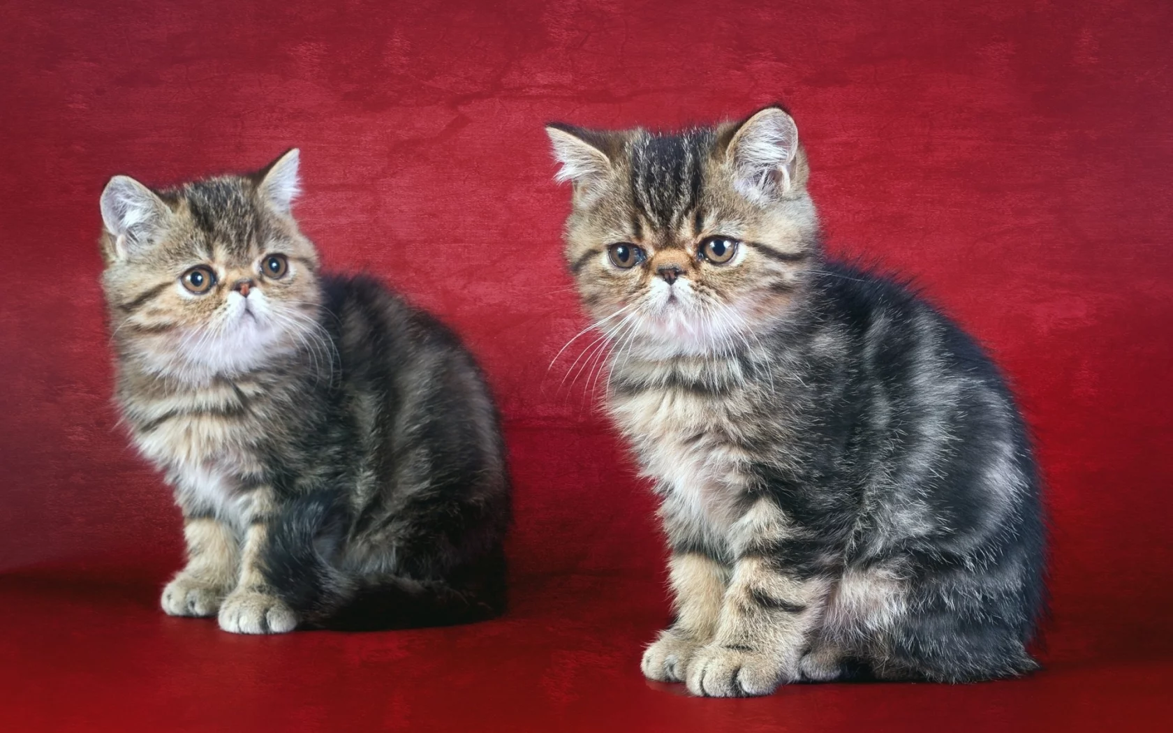 кошка, кот, коте, коты, котята