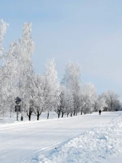 зима, снег, деревья, дорога