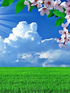 поле зелёное, небо, облака, лето