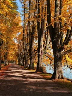парк, деревья, аллея, осень