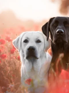 собаки, животные, в цветах