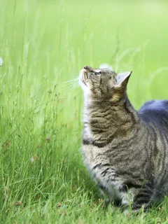 кошка, животные, взгляд, уши