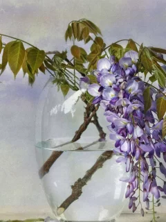 глициния, цветы