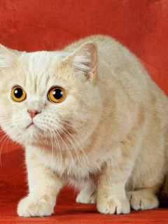 кот, взгляд, животное