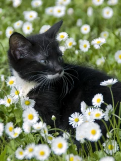 котёнок, взгляд, усы