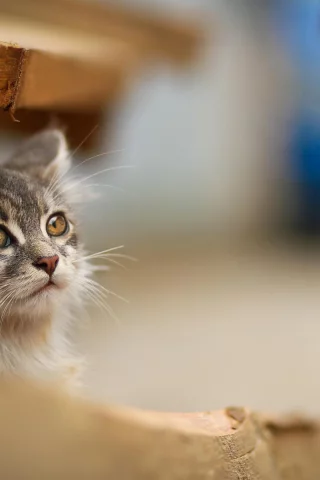 кот, взгляд, животное