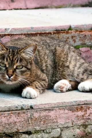 кот, взгляд, животное