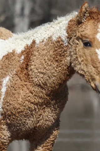 лошадь, фон