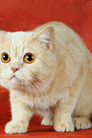 кот, взгляд, животное
