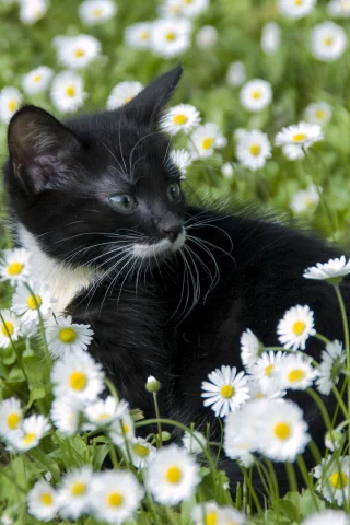 котёнок, взгляд, усы