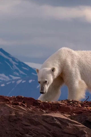 белый медведь, животные, снег, горы