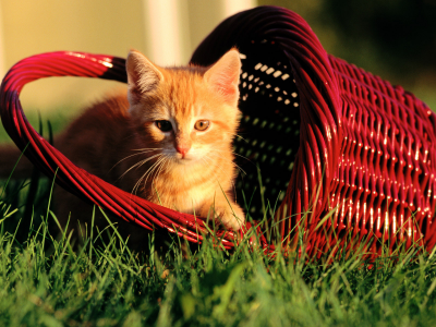 котёнок рыжий, сидит в корзине, на траве