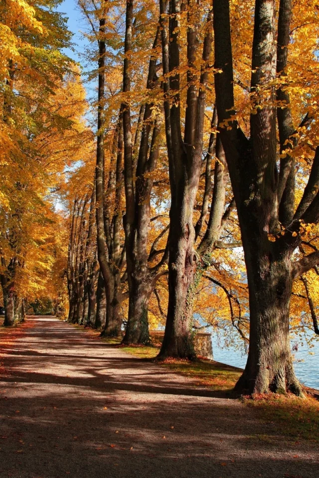 парк, деревья, аллея, осень