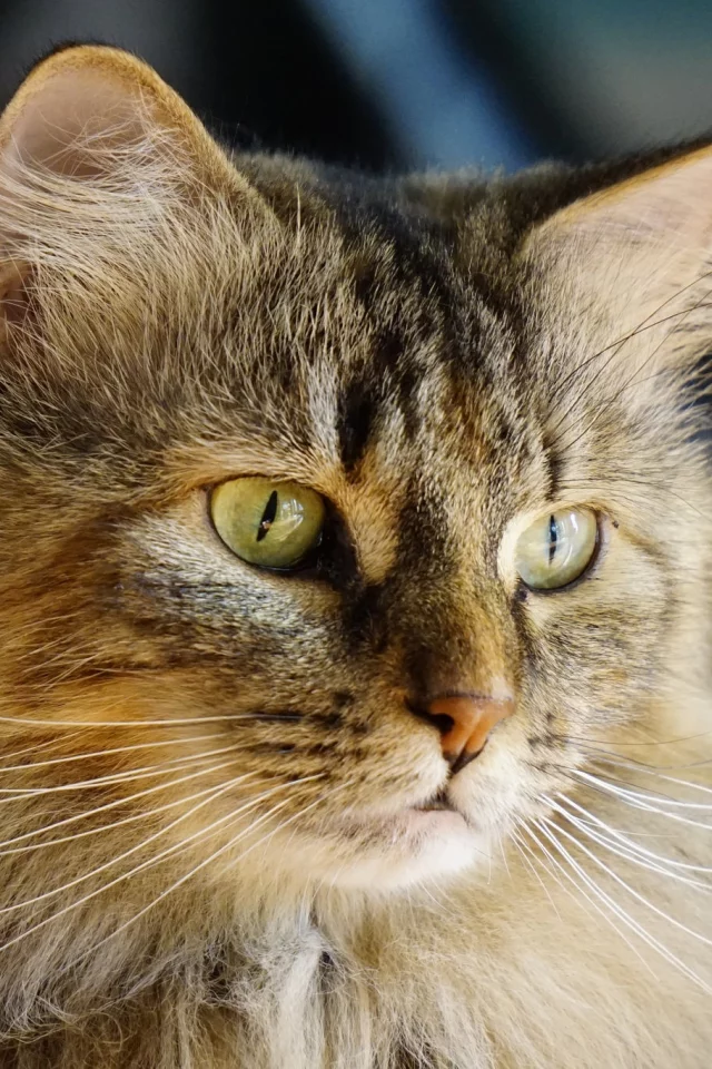 кошка, кот, коте