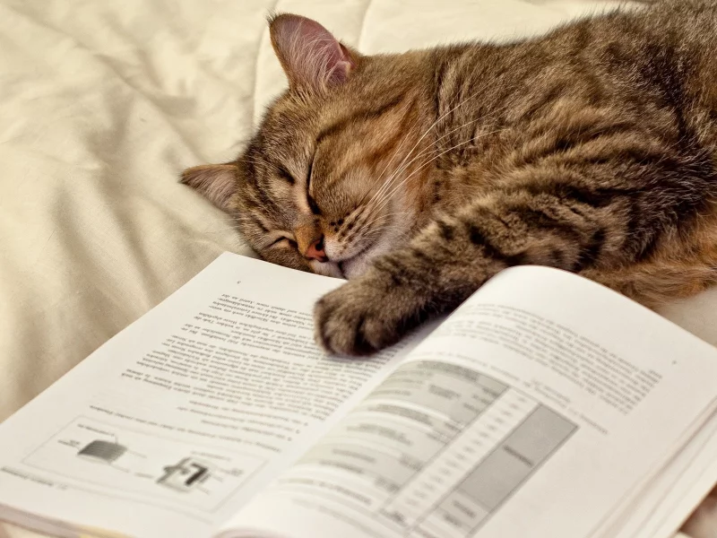 кот, спит
