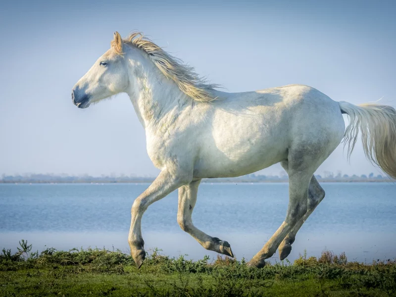 лошадь, белая