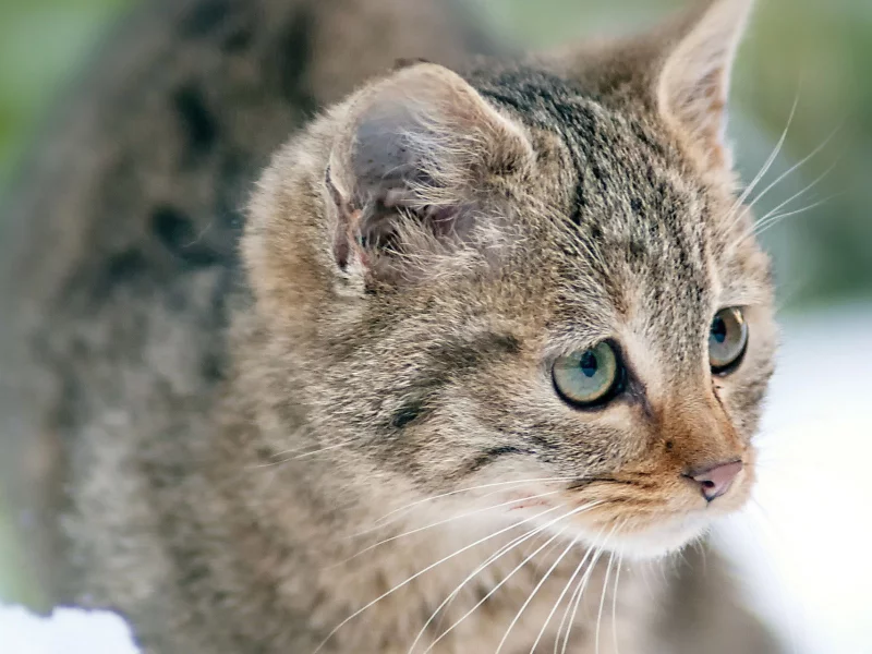 кошка, взгляд, животное