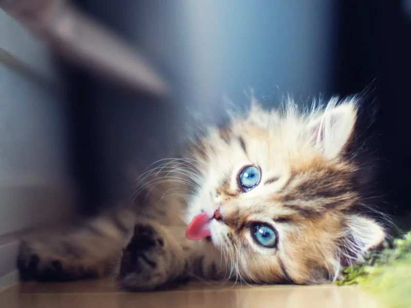 котёнок маленький, взгляд