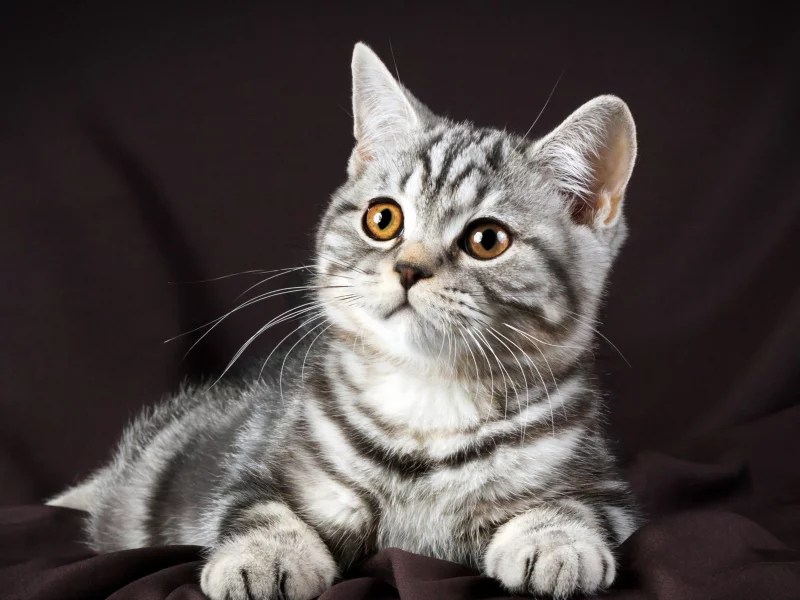 кот, взгляд