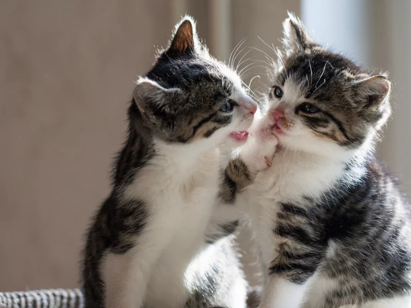 котята, сидят